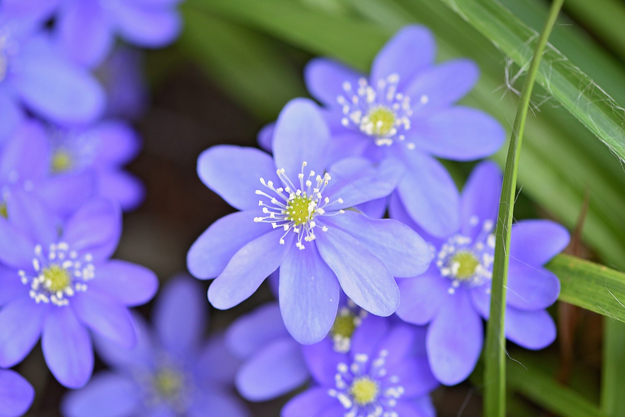 hepatica flower flowers free photo