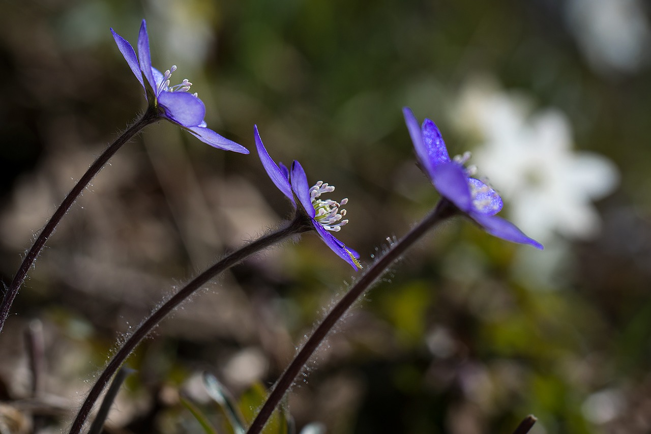 hepatica spring flower free photo