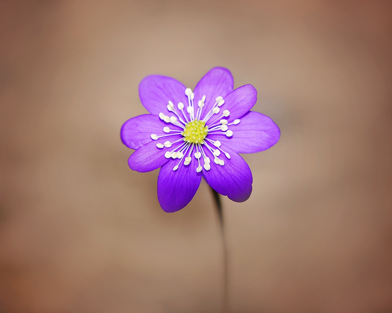 hepatica flower blossom free photo