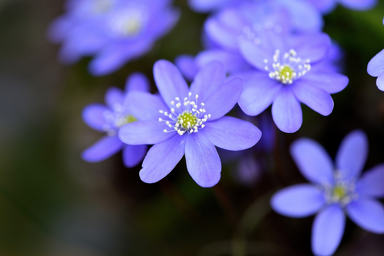 hepatica flowers garden free photo