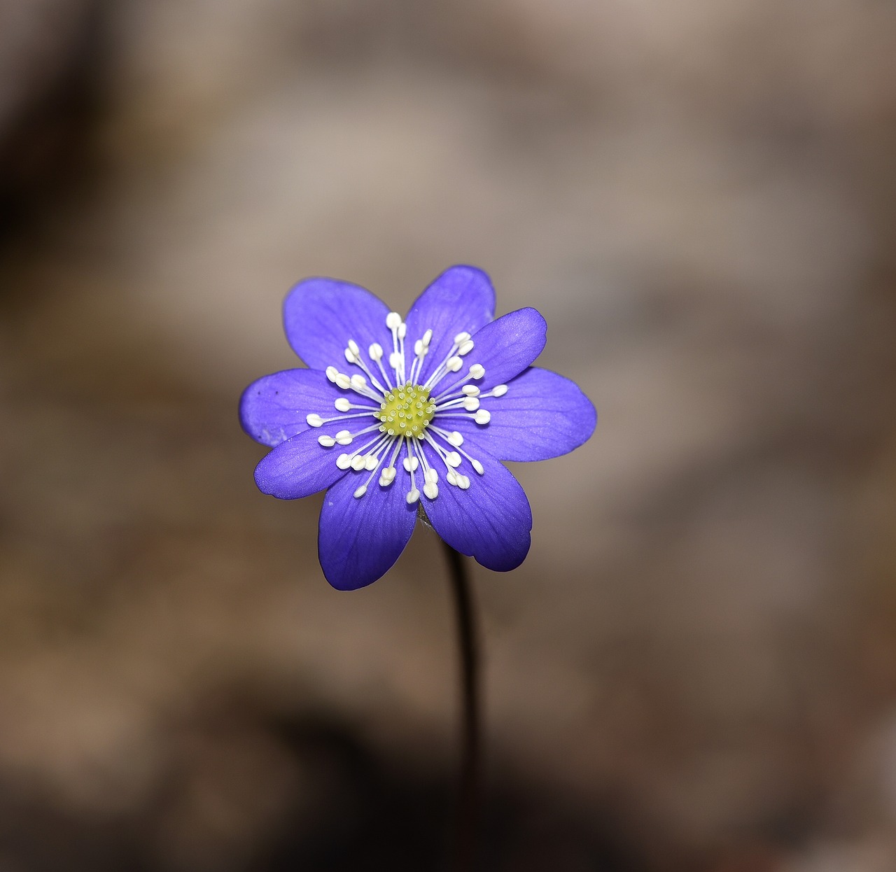 hepatica flower blossom free photo