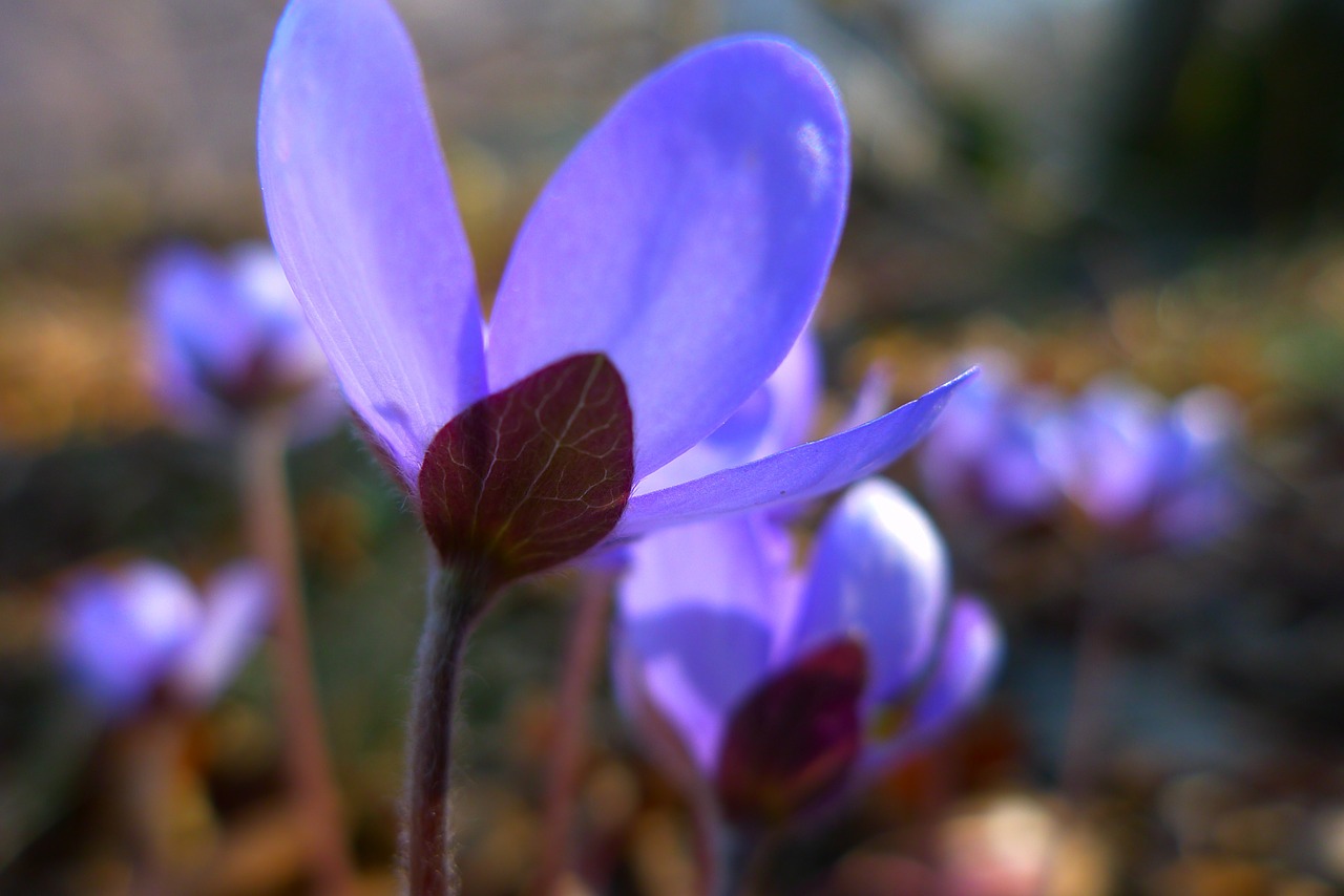 hepatica flower violet free photo