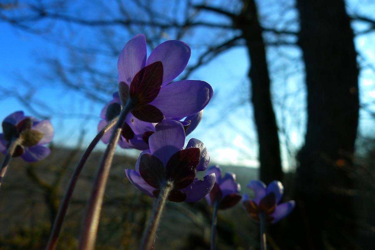 hepatica forest flower free photo