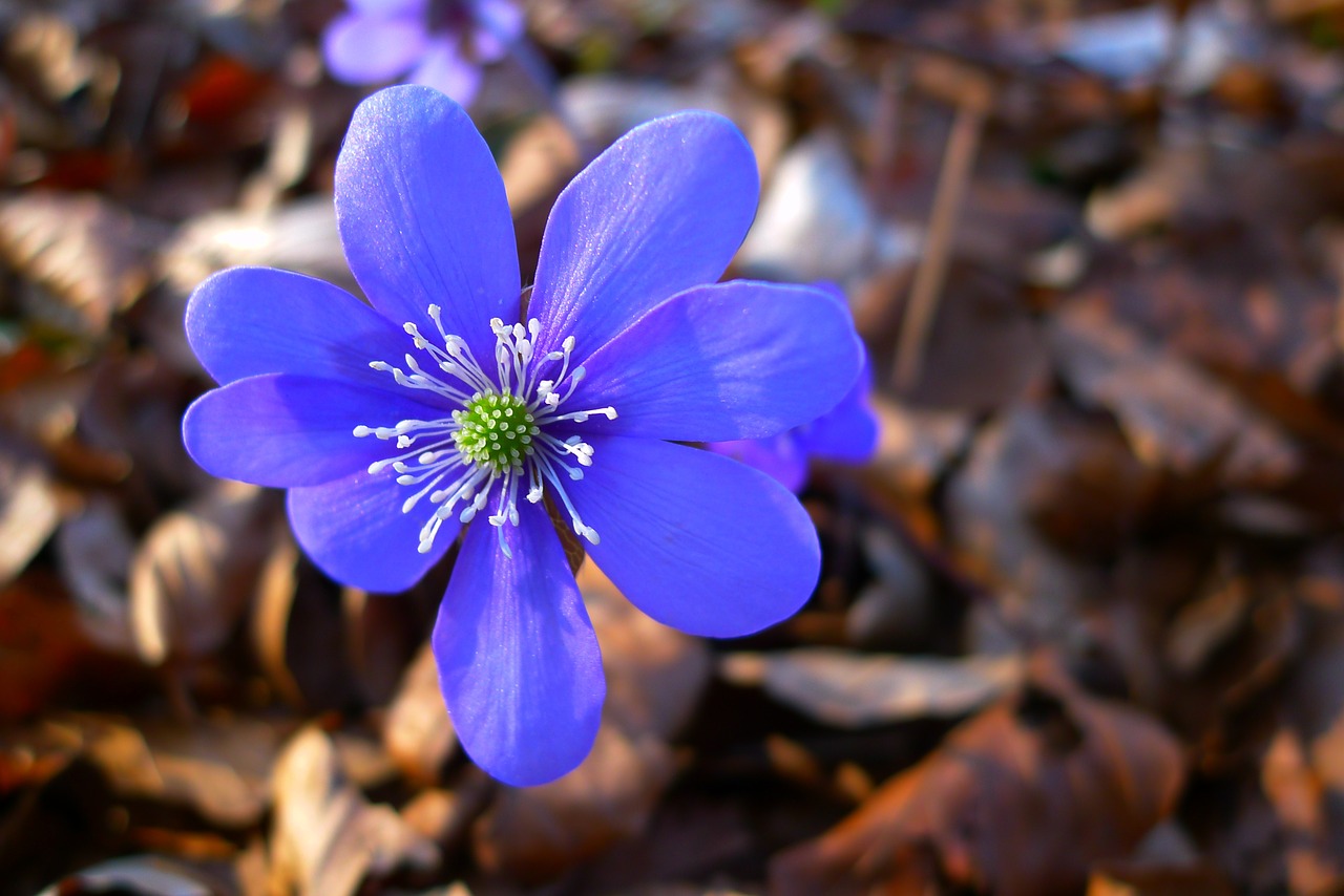 hepatica nature flower free photo