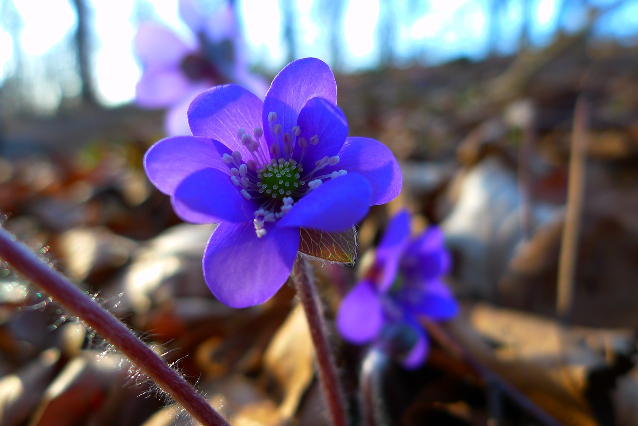 hepatica nature flower free photo