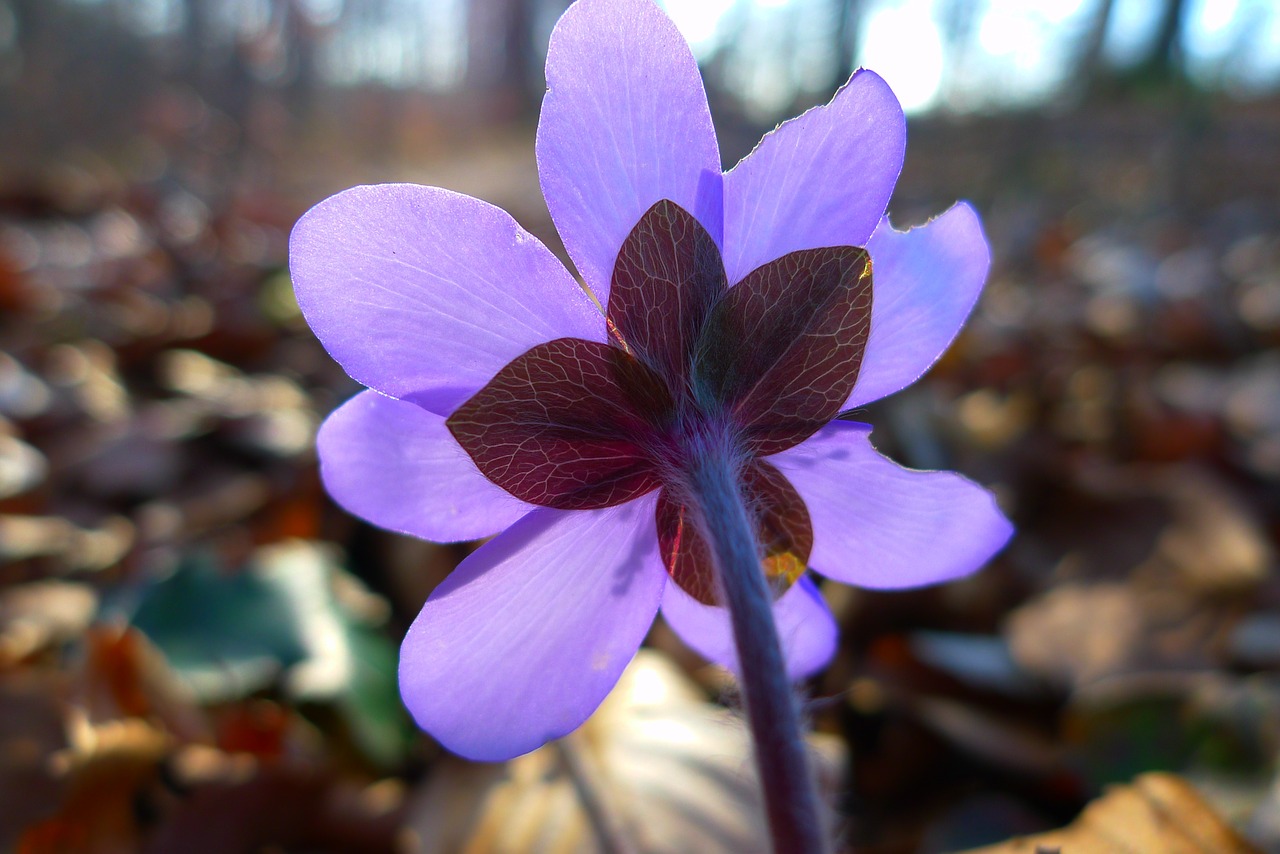 hepatica nature flower free photo