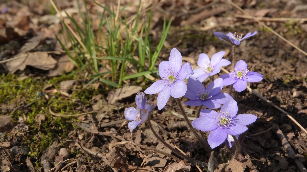 hepatica nobilis podléška spring flowers free photo