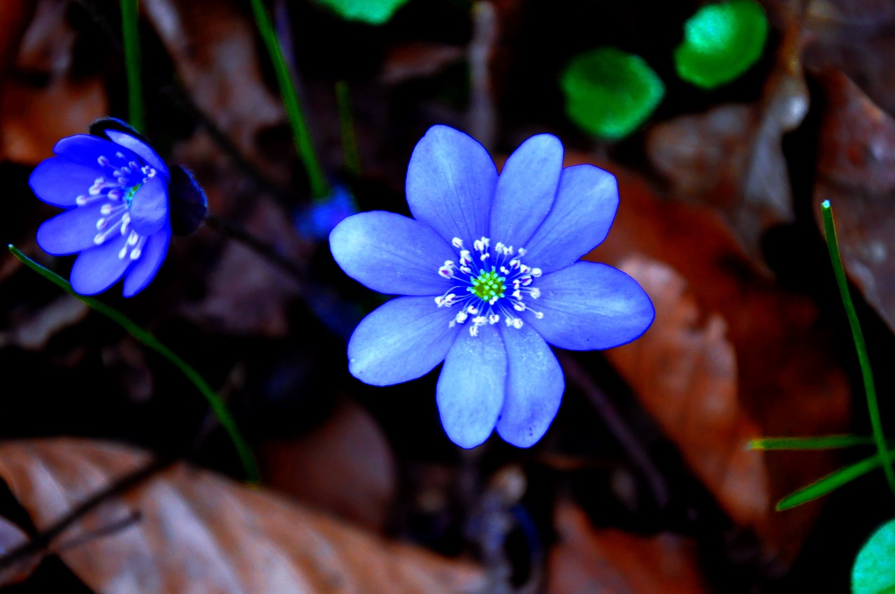hepatica nobilis spring blue free photo