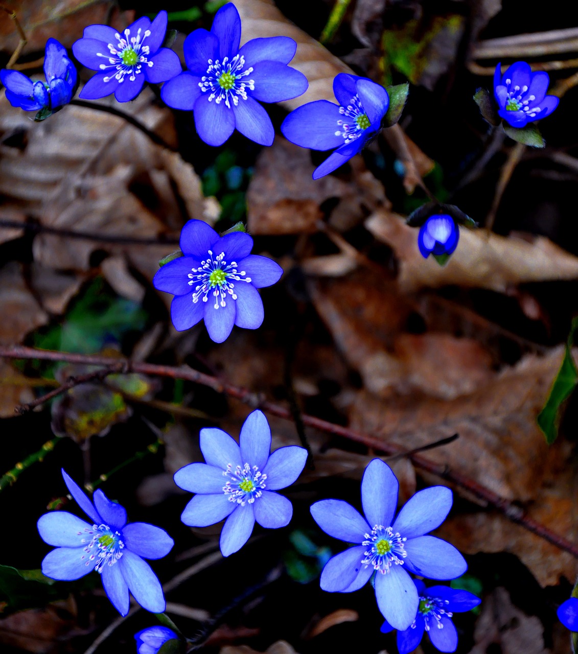 hepatica nobilis spring blue free photo