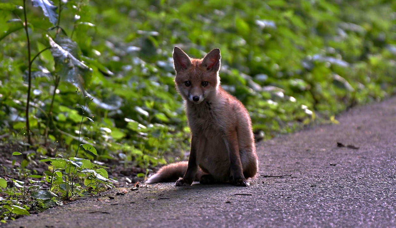 her  fox  animal free photo