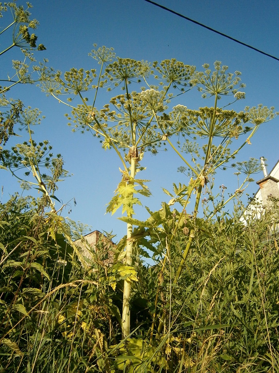 heracleum plant weed free photo