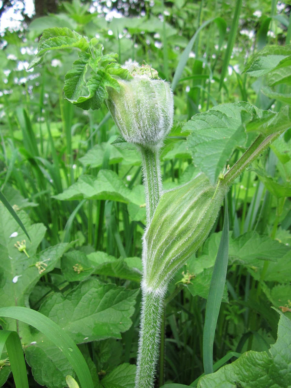 heracleum sphondylium eltrot hogweed free photo