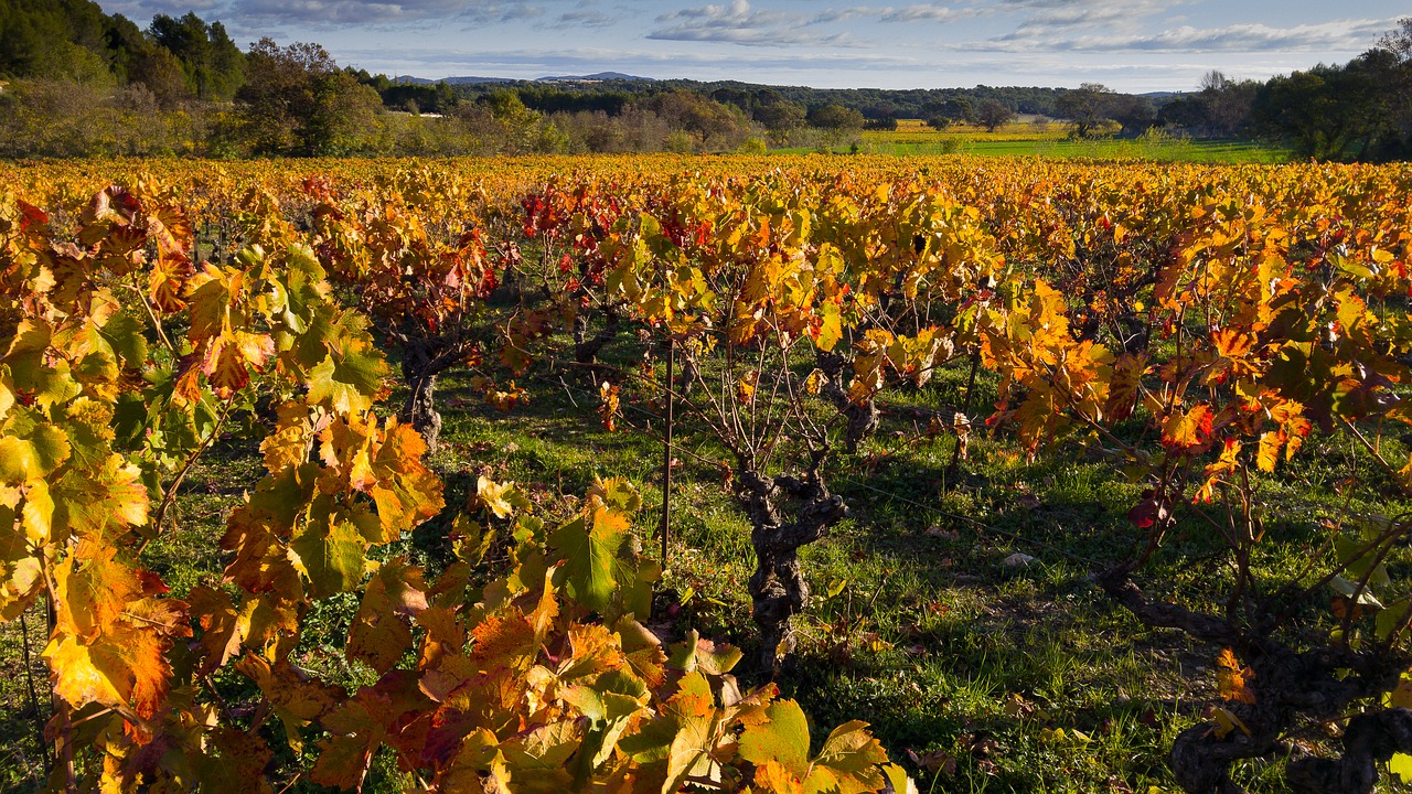 herald vine vineyard free photo