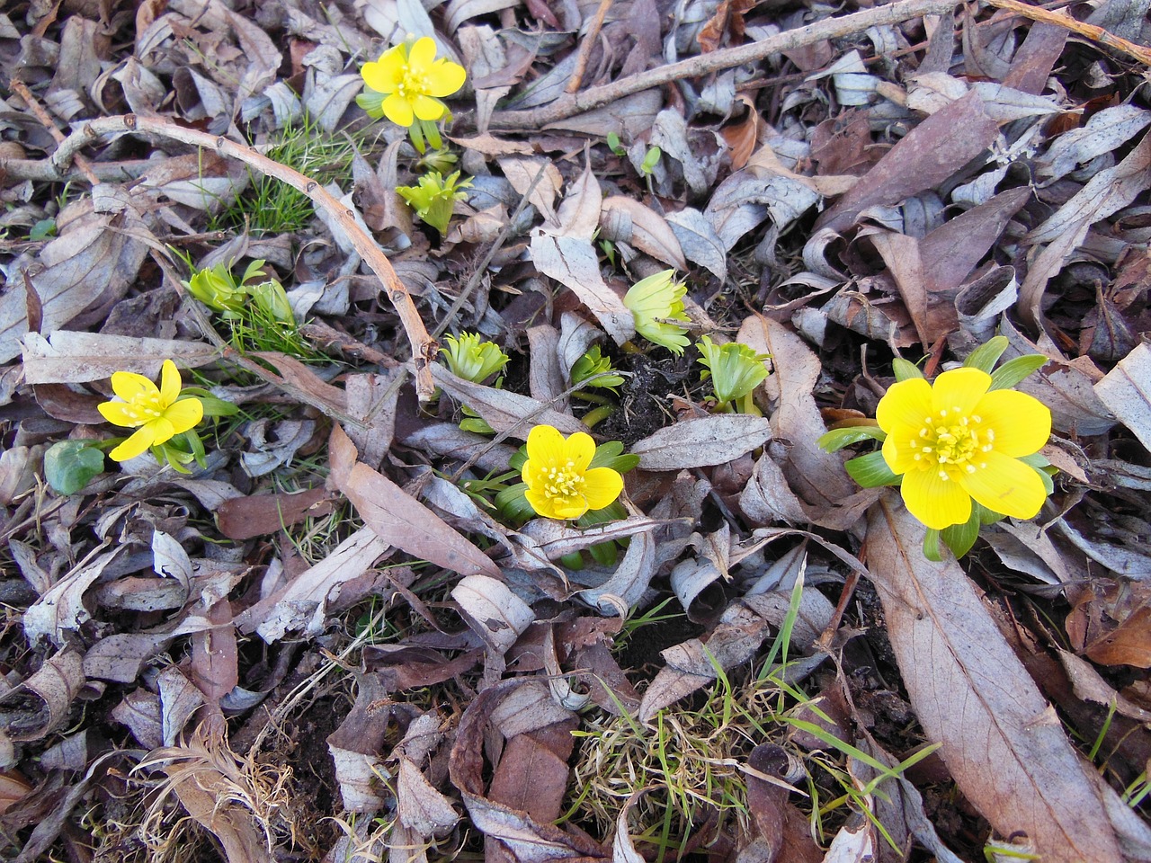 herald of spring flowers eranthis free photo