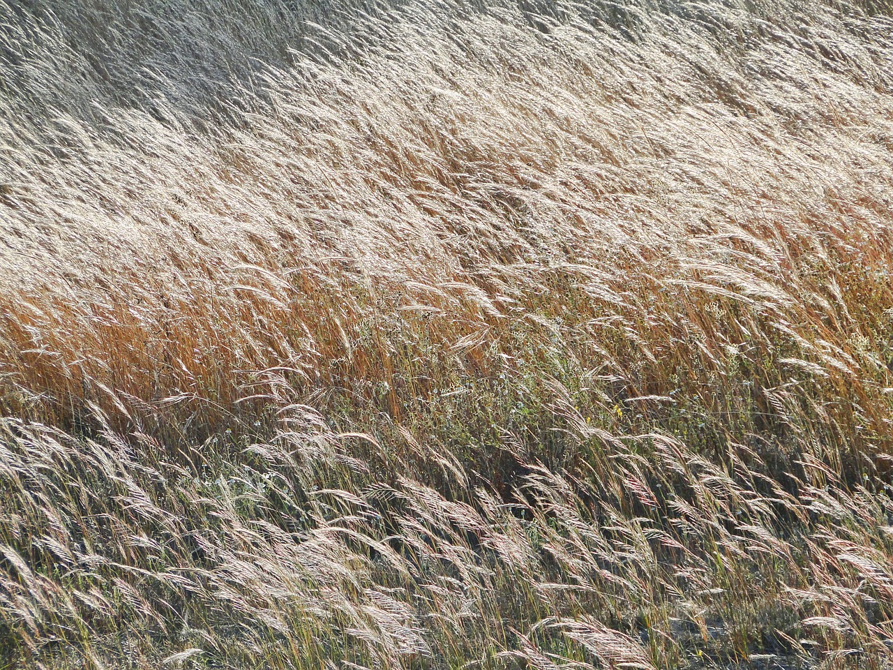 herb brown field free photo