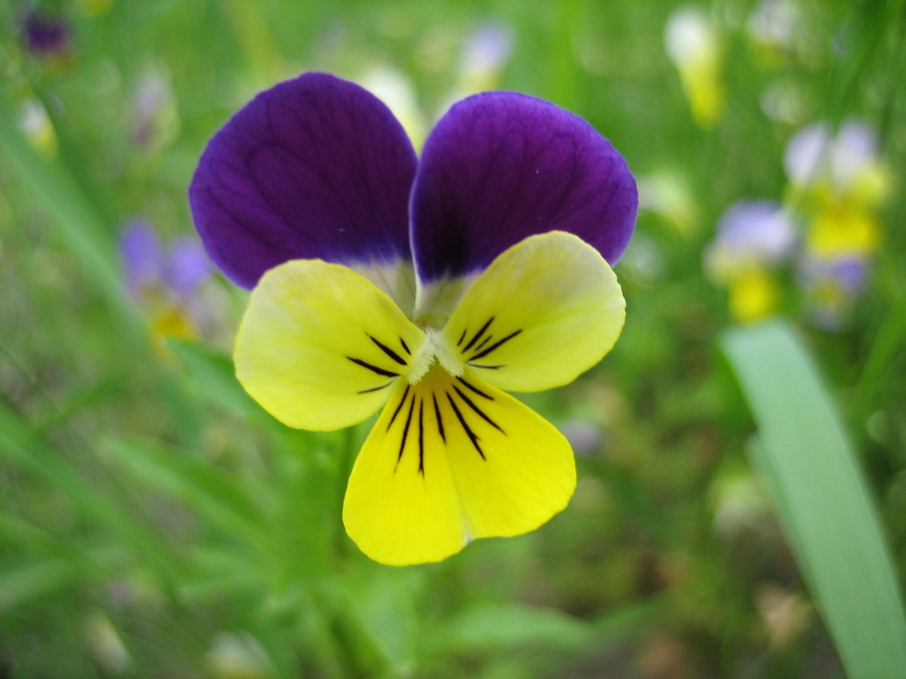 pansy herb flower free photo