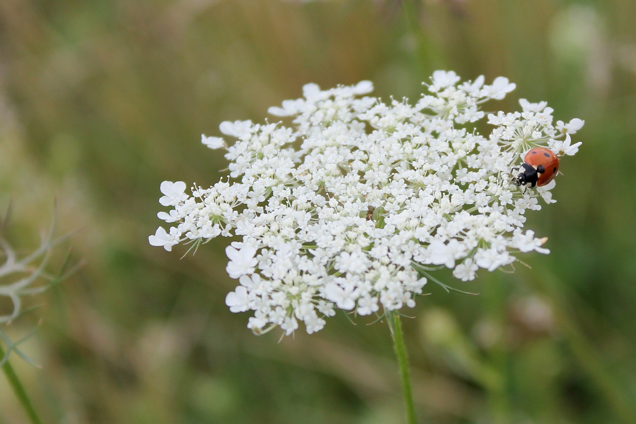 herb flower plant free photo