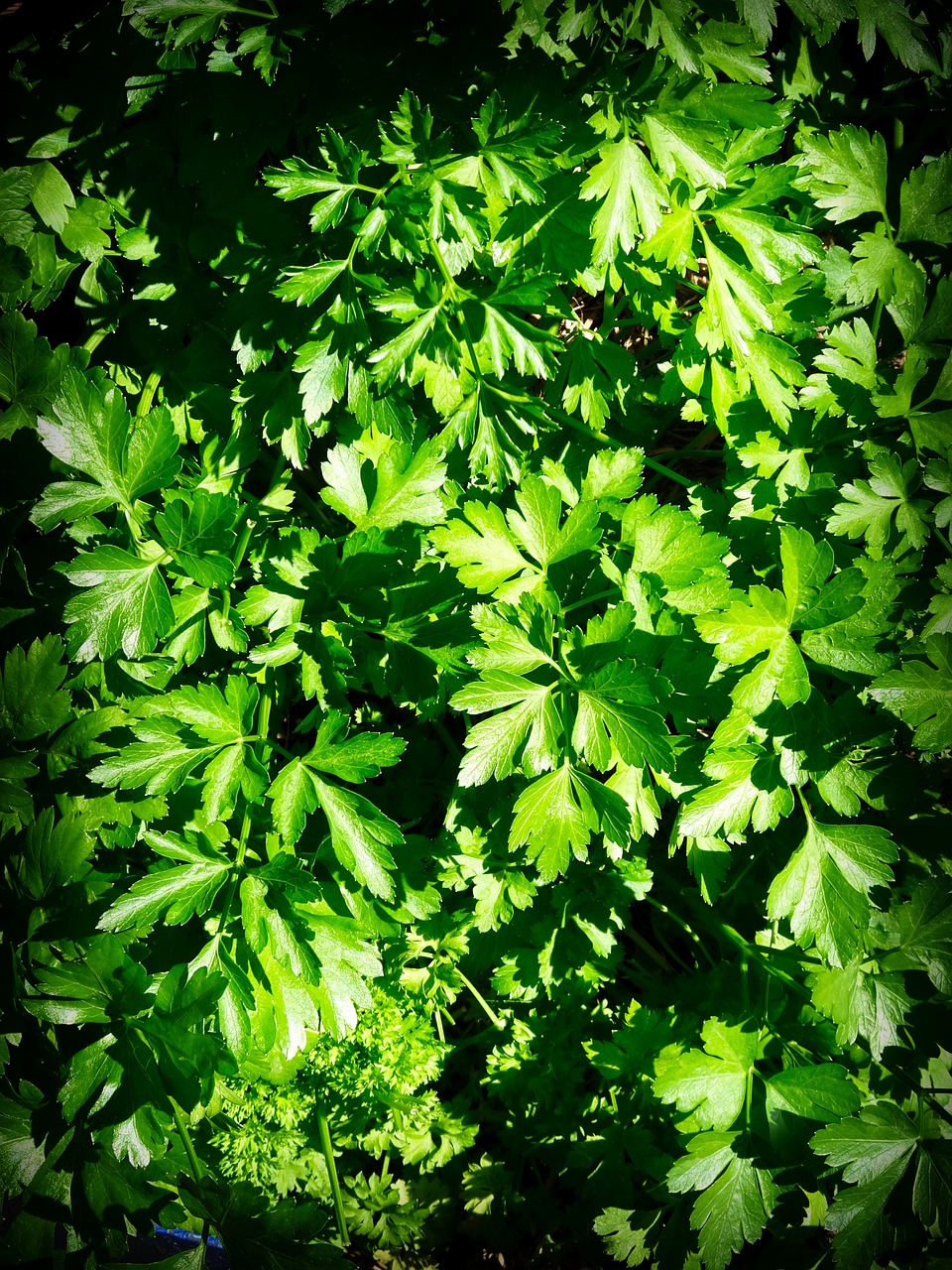 herb parsley leaves free photo