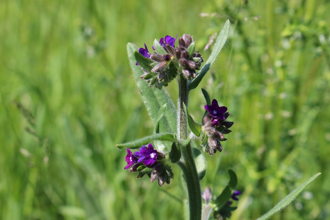 herb purple petals blooming free photo