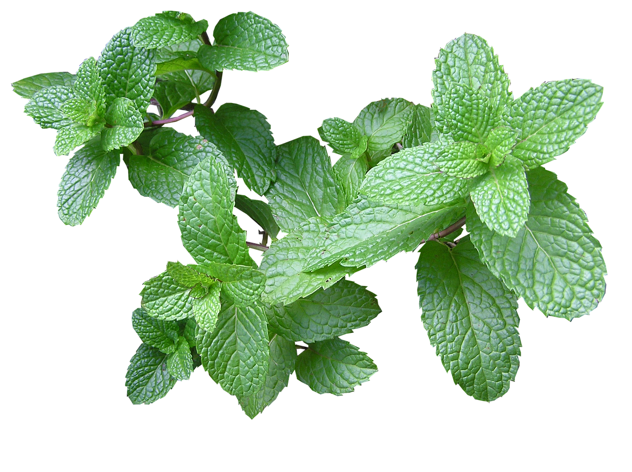 herb mint cut free photo