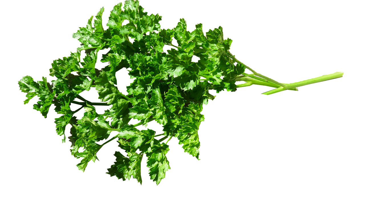 herb parsley food free photo