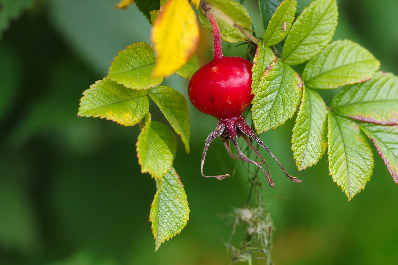 herb rose-hip plant free photo