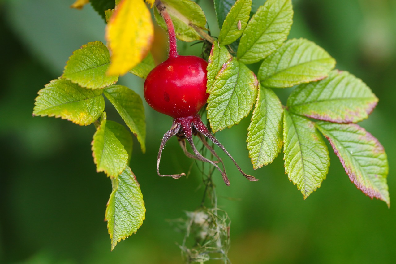 herb rose-hip plant free photo