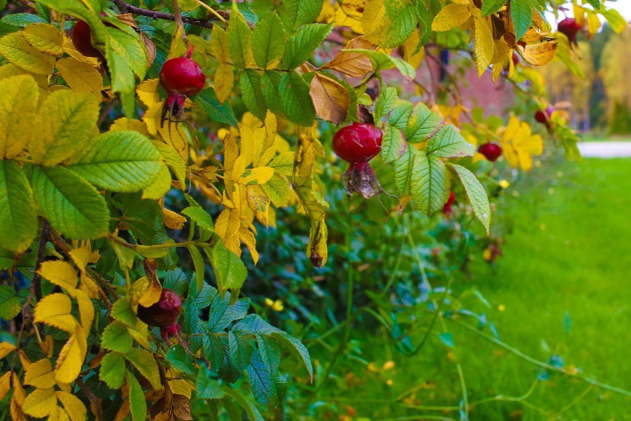 herb autumn leaves free photo