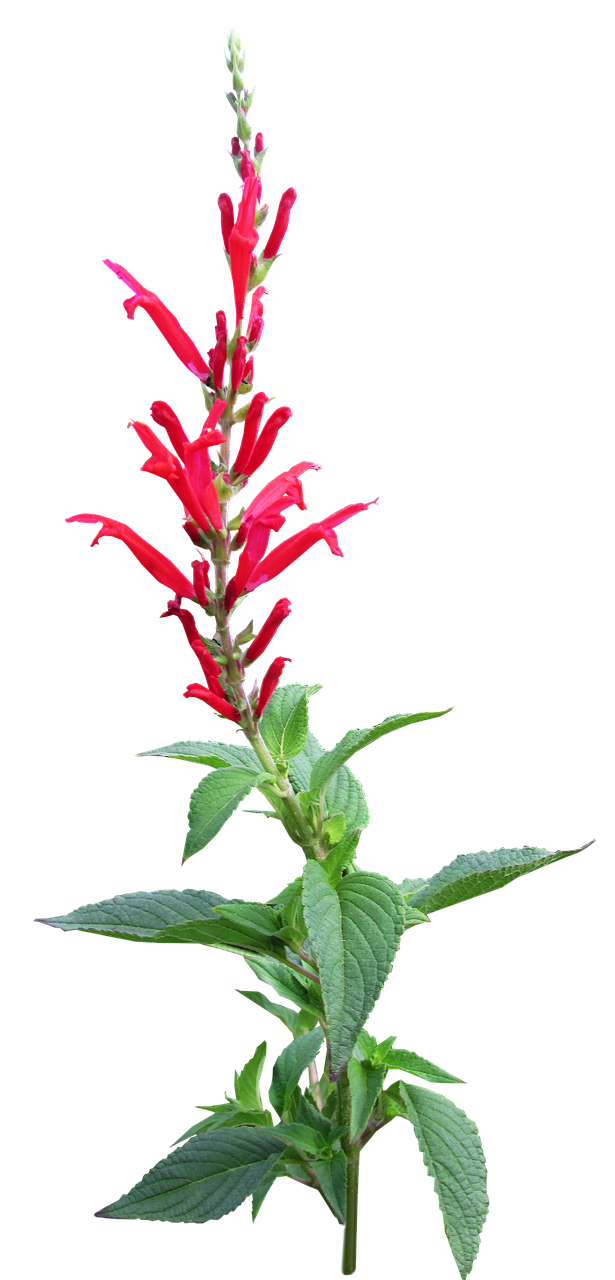 herb pineapple sage flower free photo