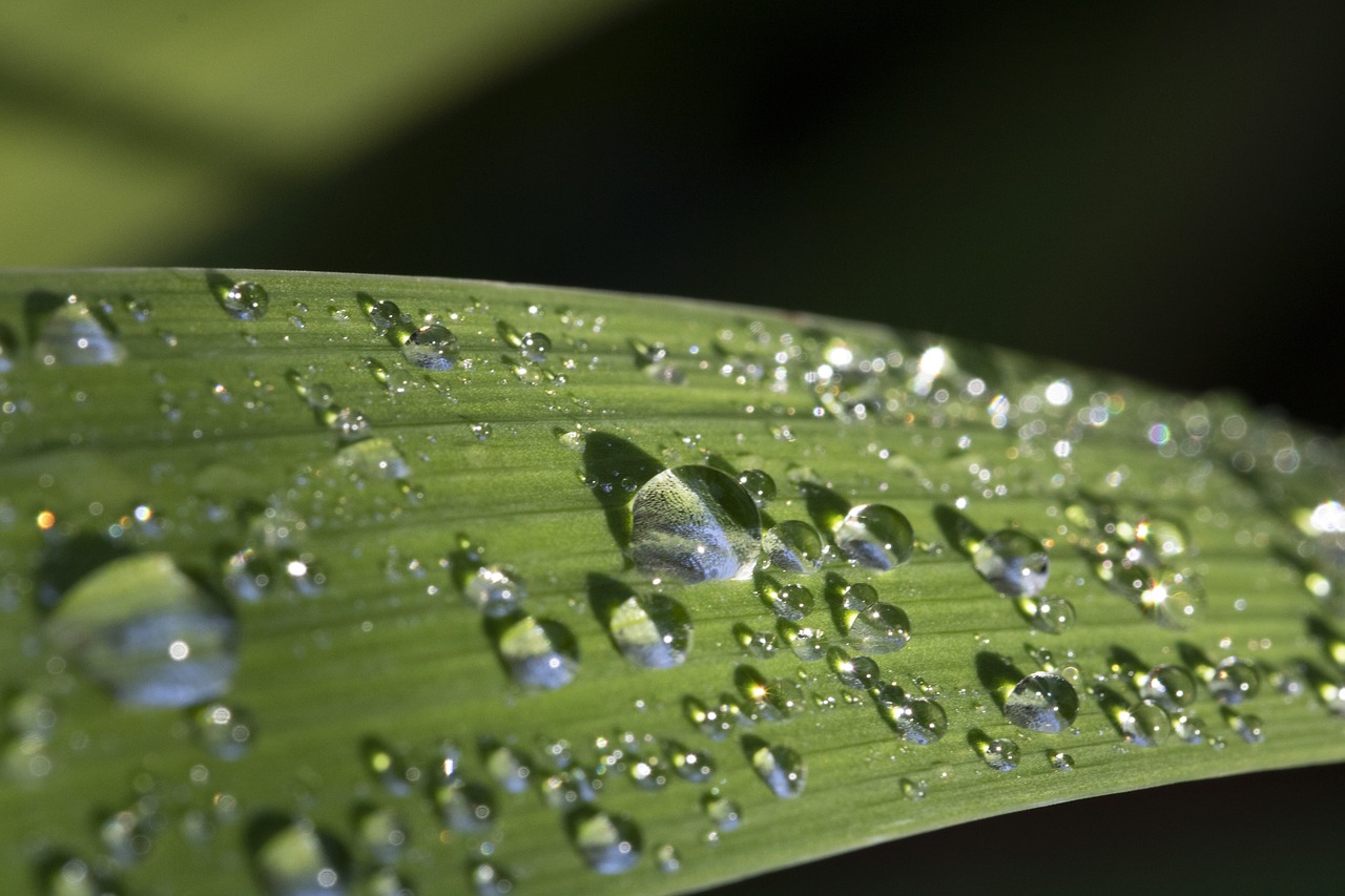 herb  raindrops  nature free photo