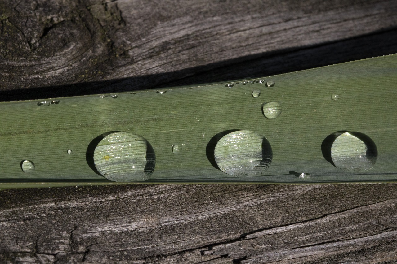 herb  raindrops  nature free photo