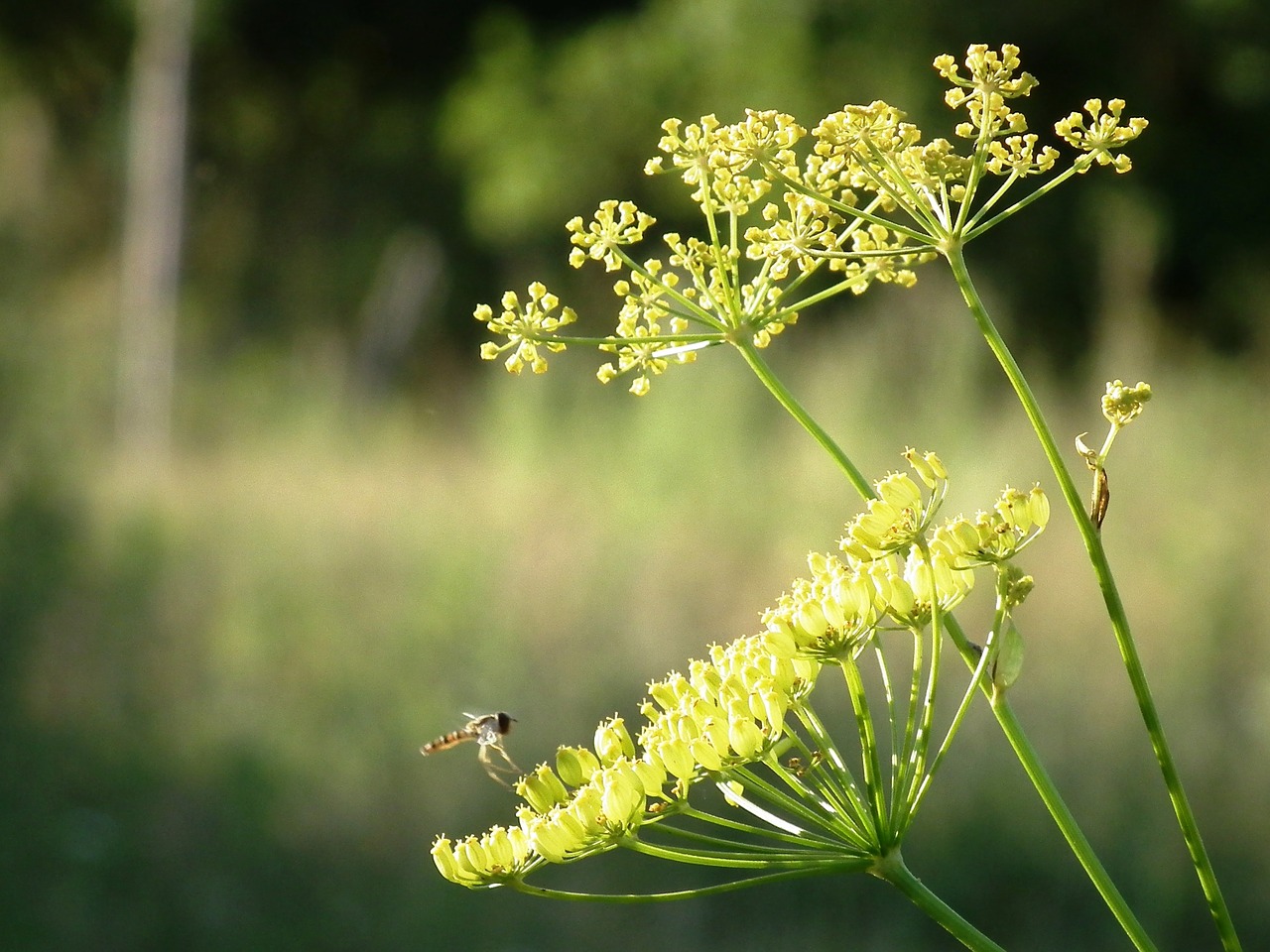 herb plant insect free photo