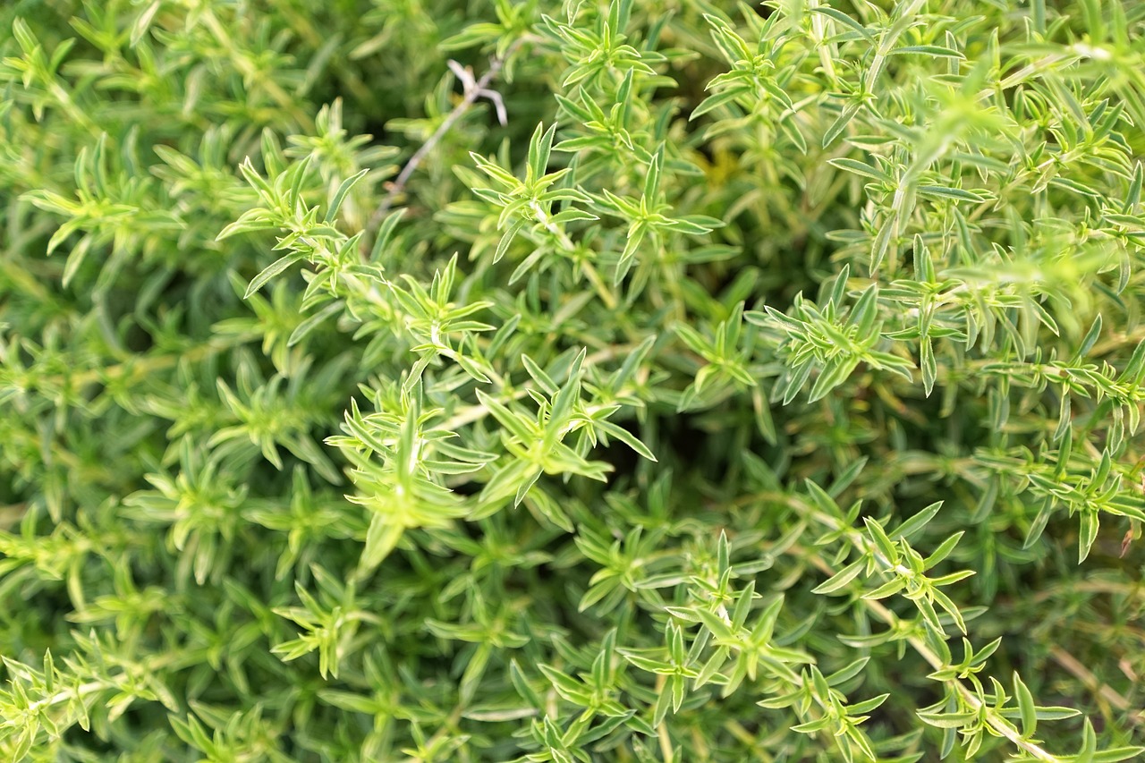 herb  field  green free photo