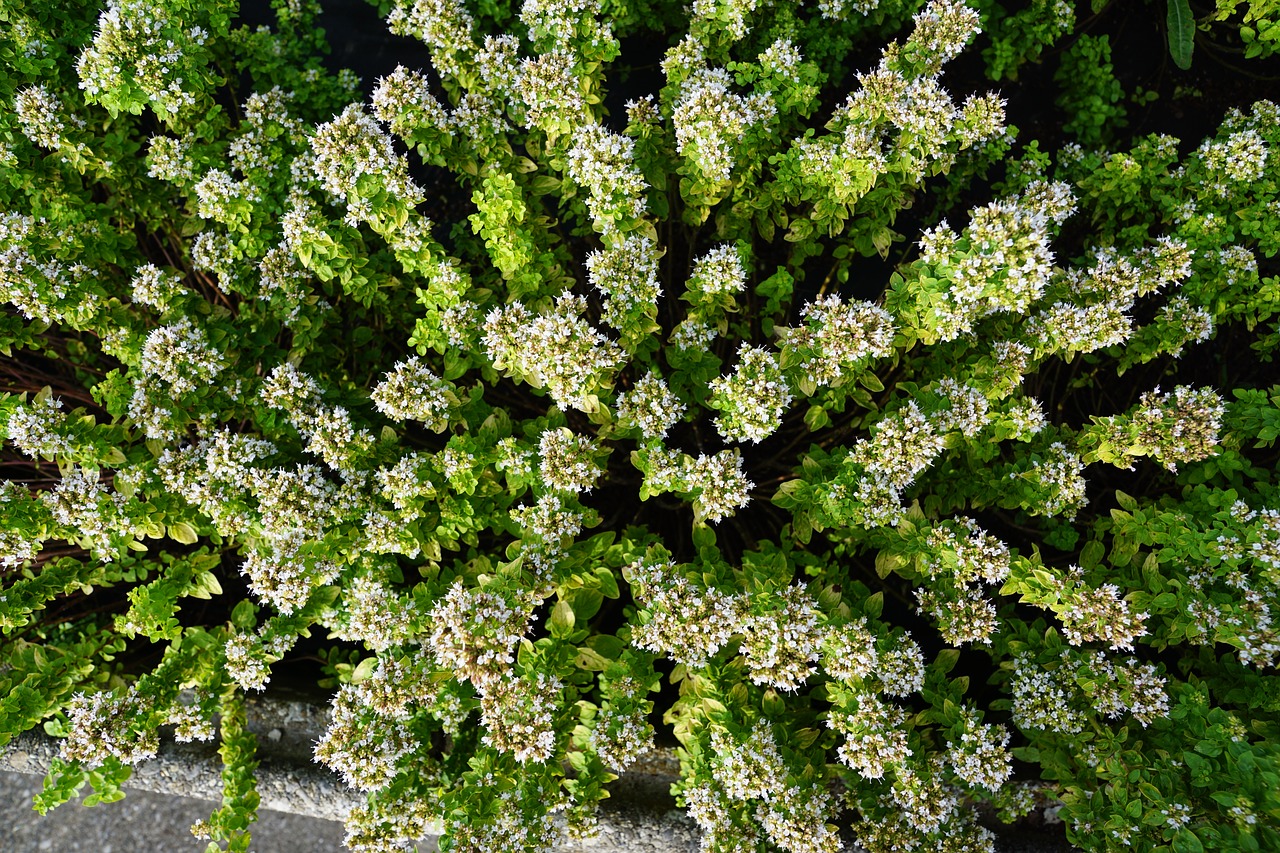 herb  garden  green free photo