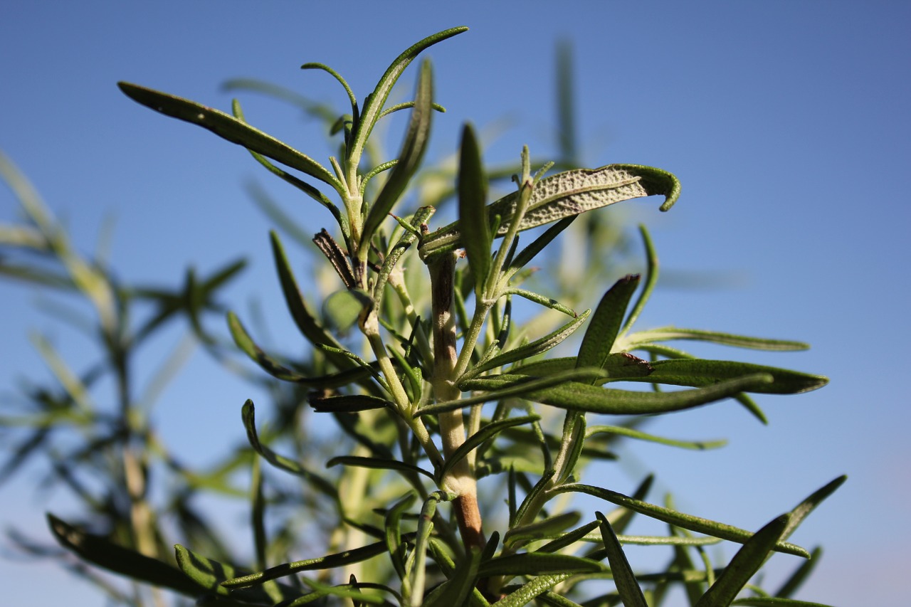 herb flower heaven free photo