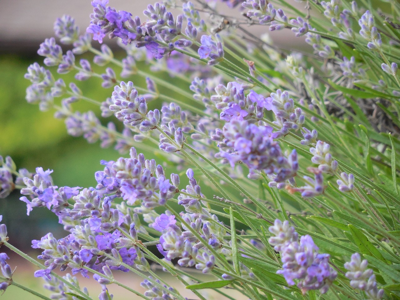 herb lavender plant free photo