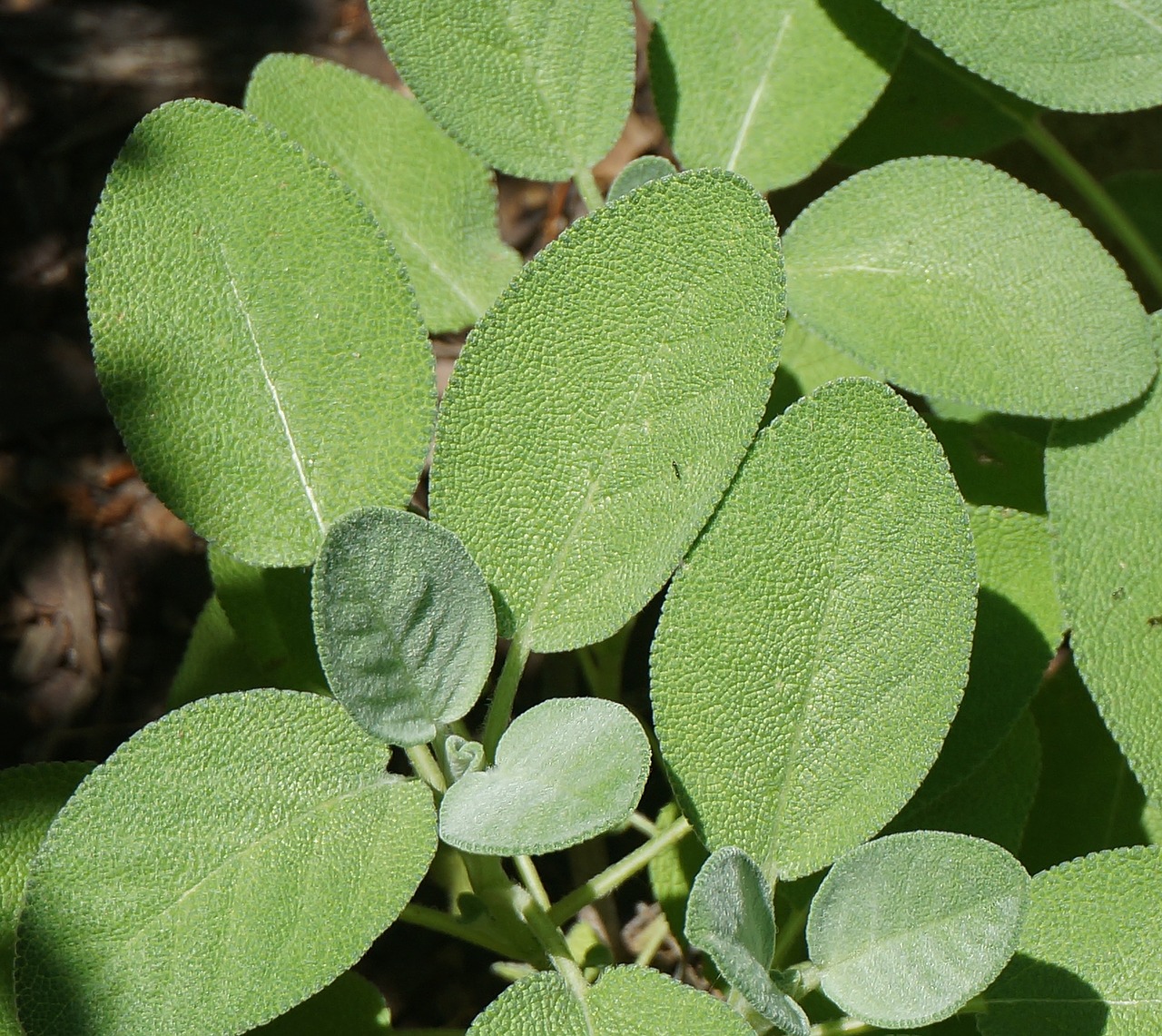 herb sage herb sage free photo