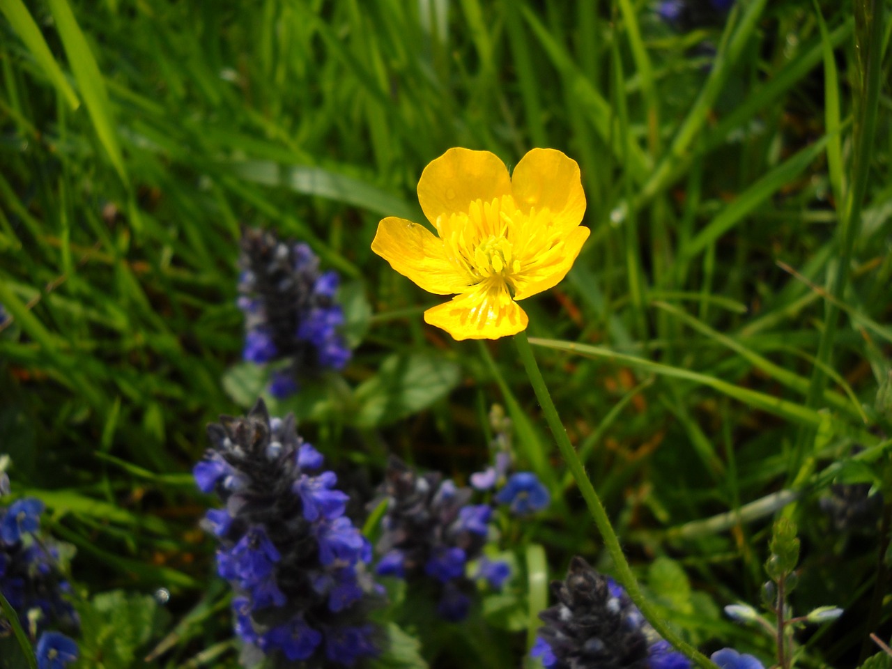 alps brown flower yellow free photo