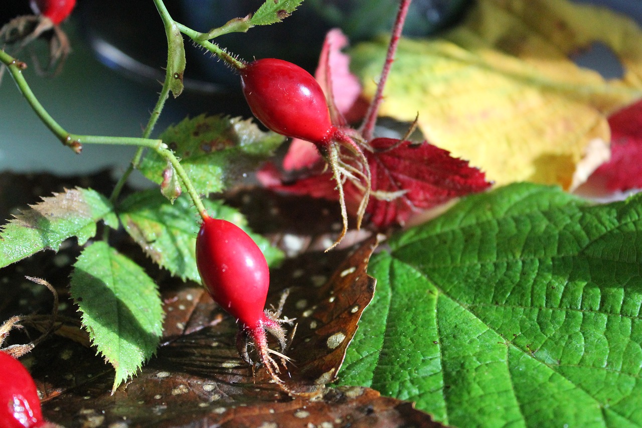 herbal rosehip leaf free photo