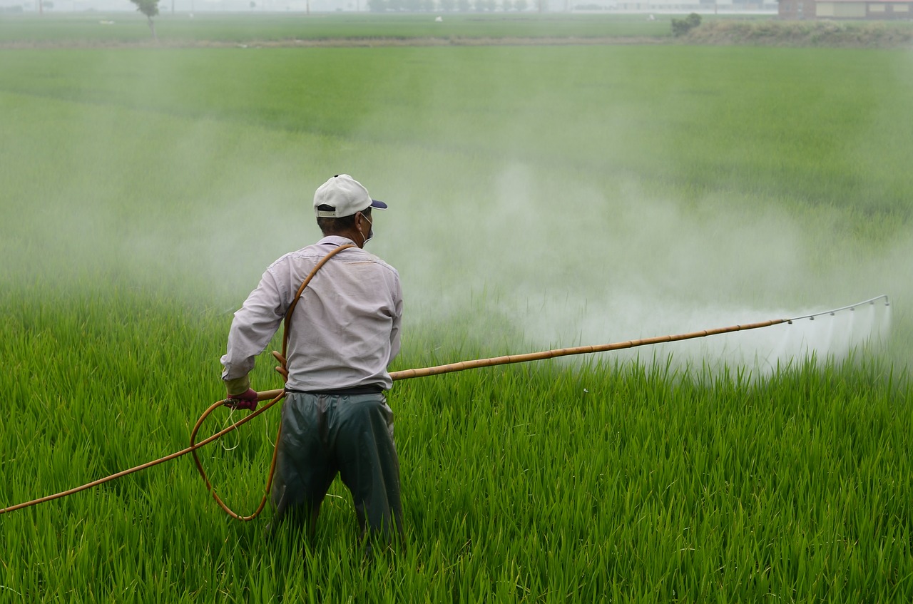 herbicide avignon in rice field free photo