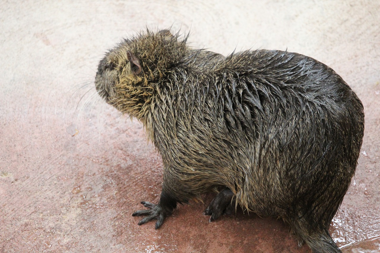 herbivorous fur mammal free photo