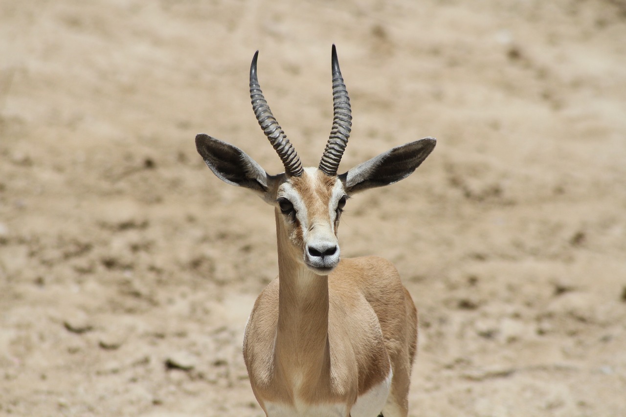 herbivorous portrait animal free photo