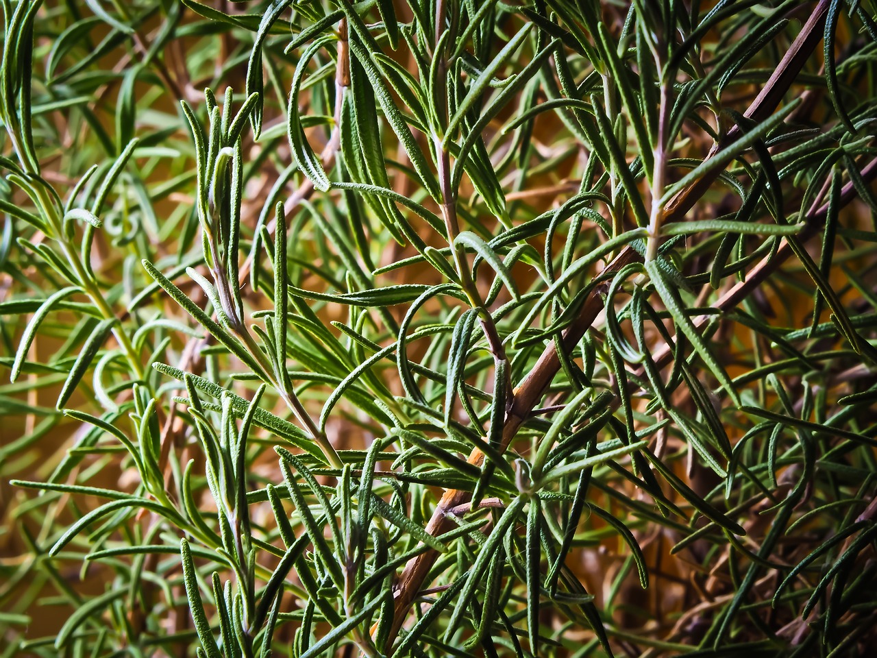 herbs spice plant free photo