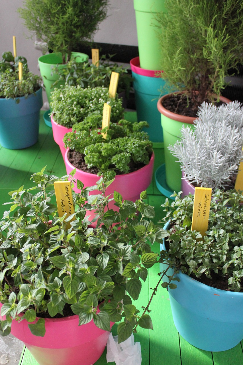 herbs pots healthy free photo