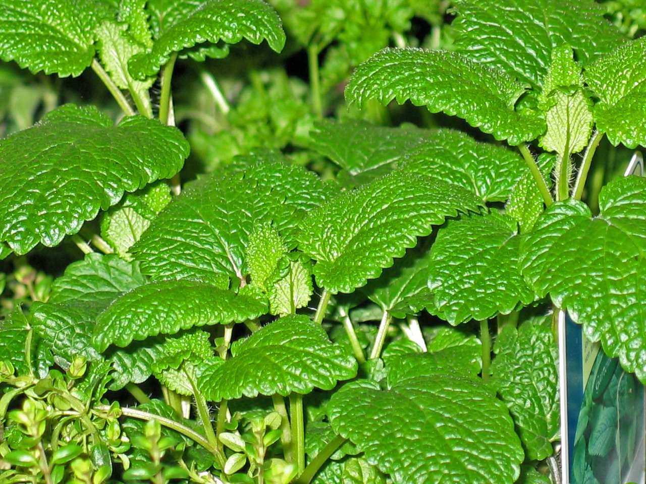 herbs mint thyme free photo