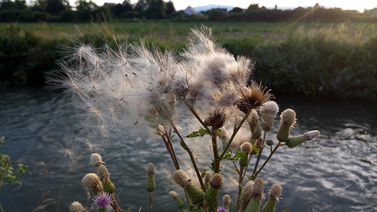 herbs thistle summer free photo