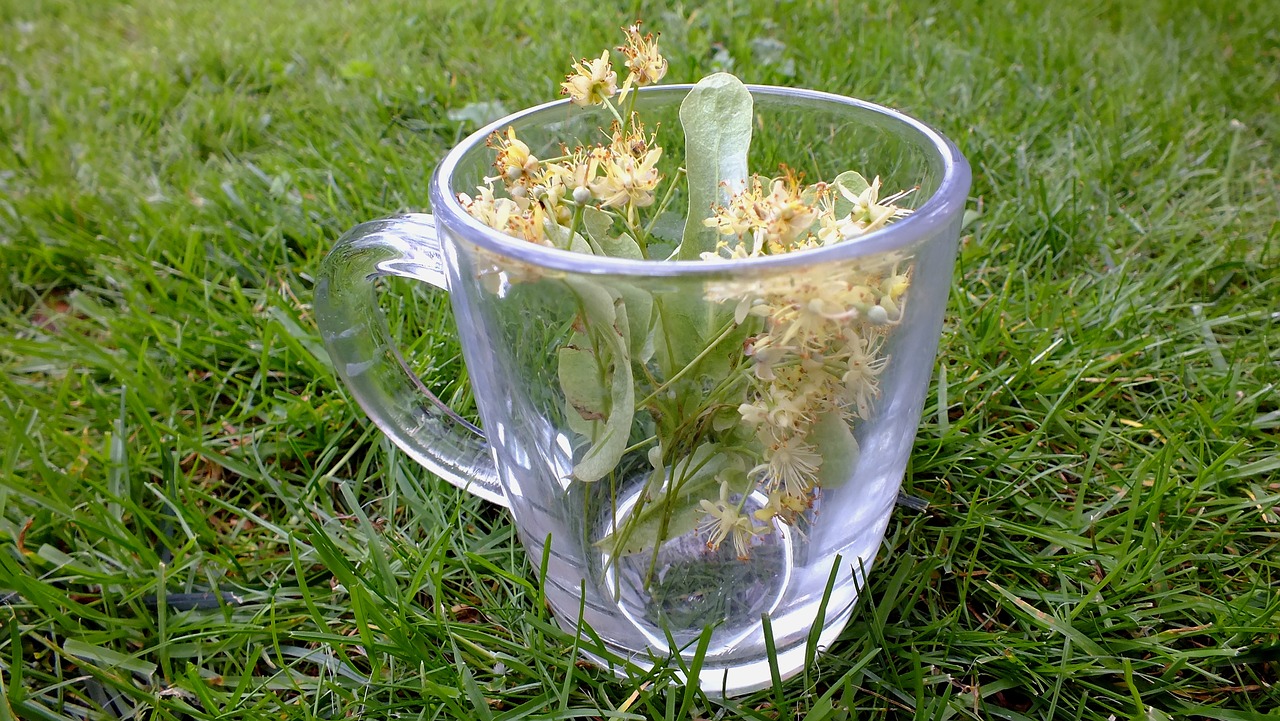 herbs herbal tea linden flowers free photo
