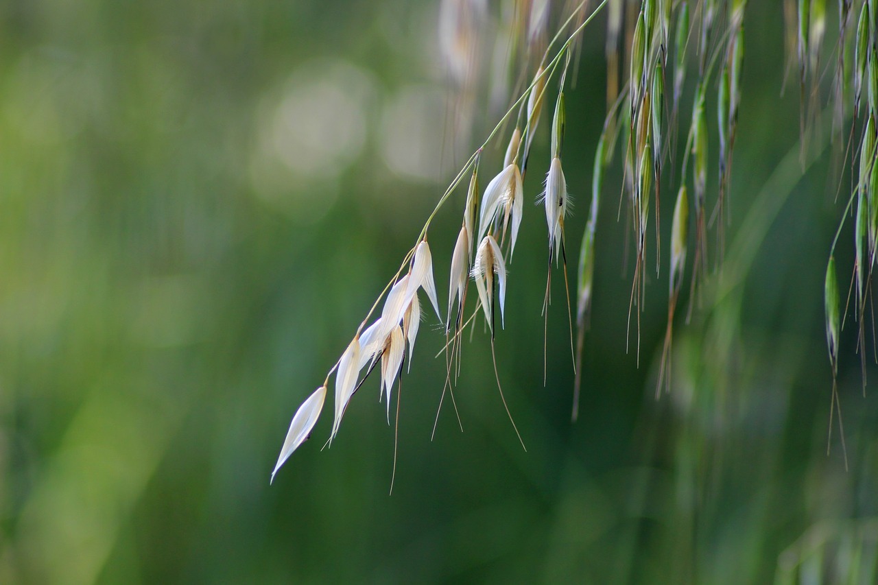 herbs nature macro free photo