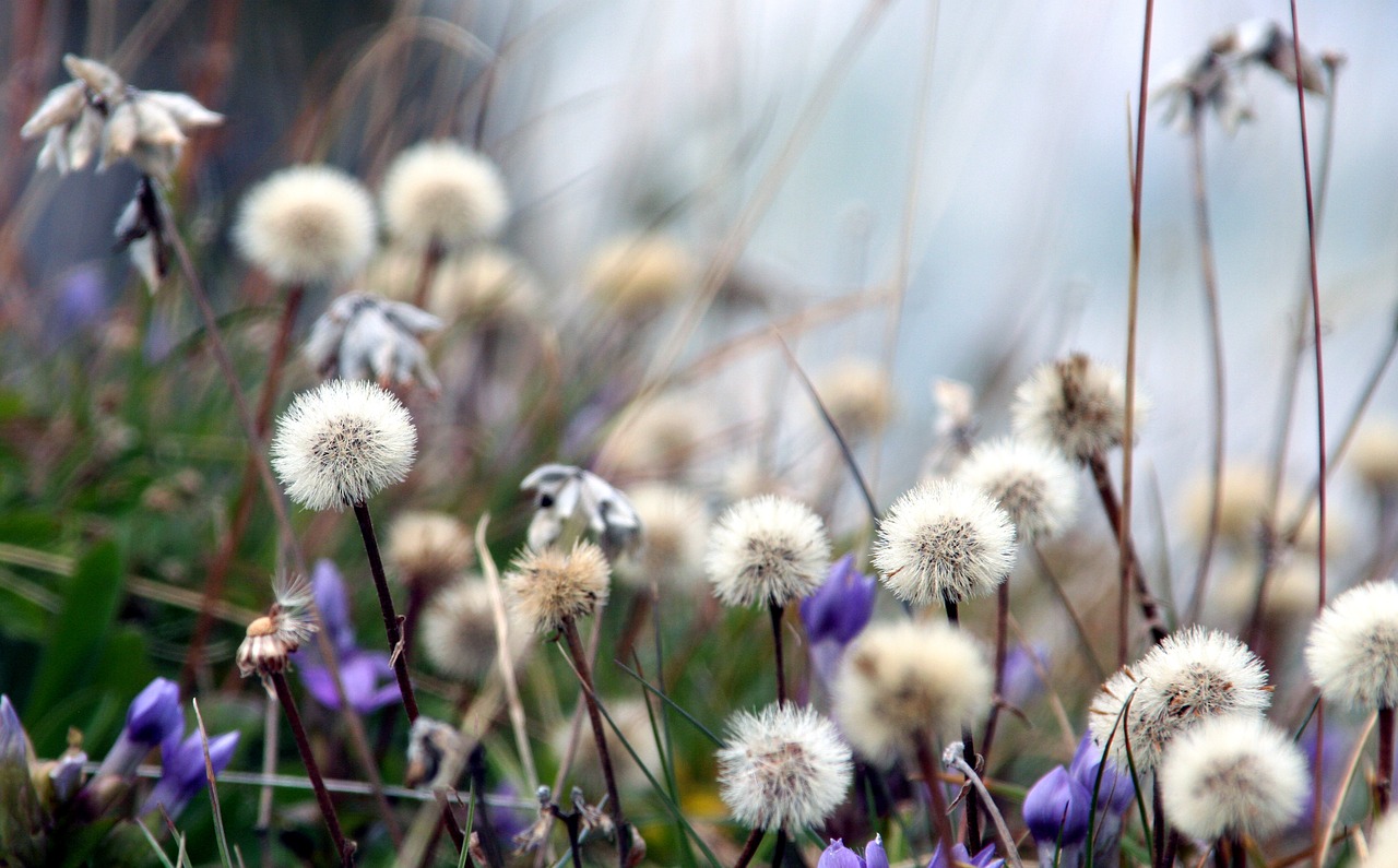 herbs wild alps free photo