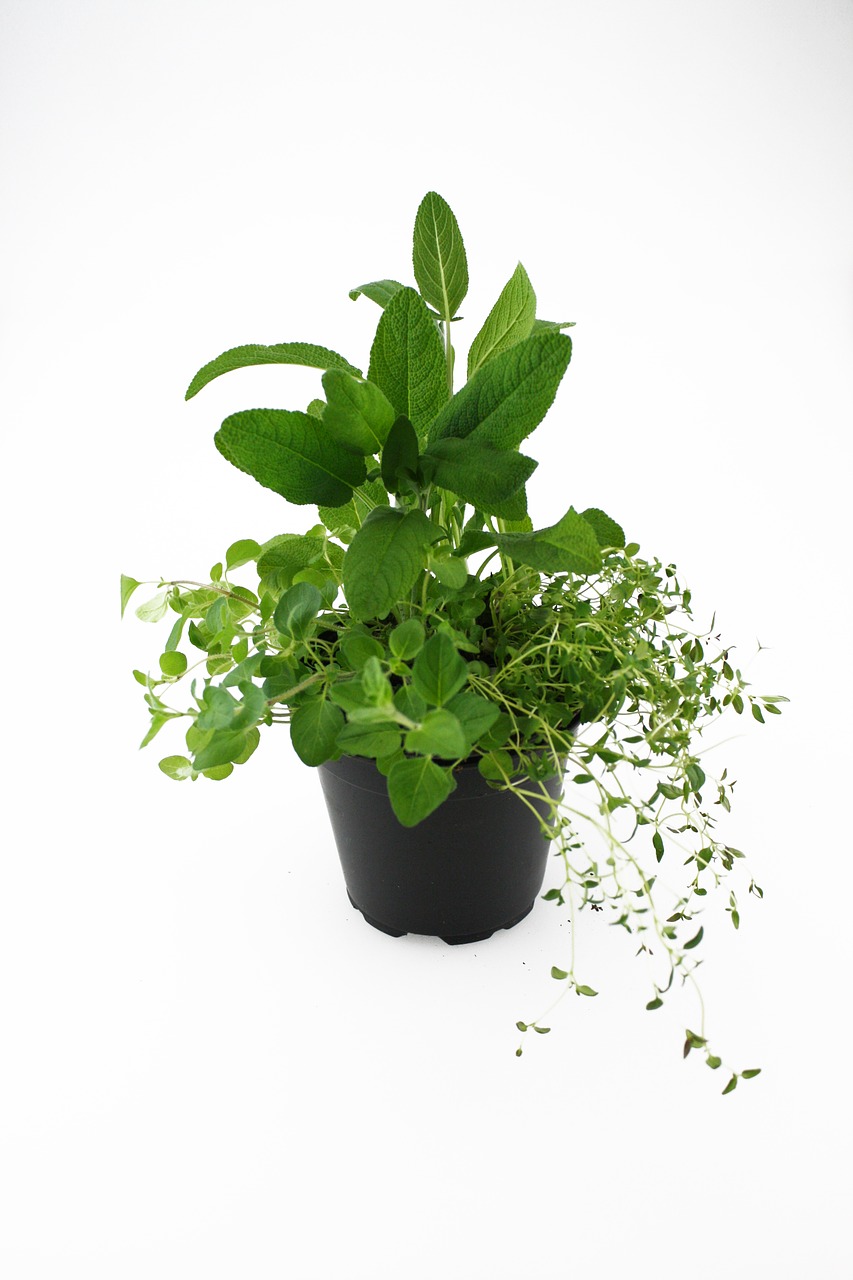 herbs oregano thyme free photo